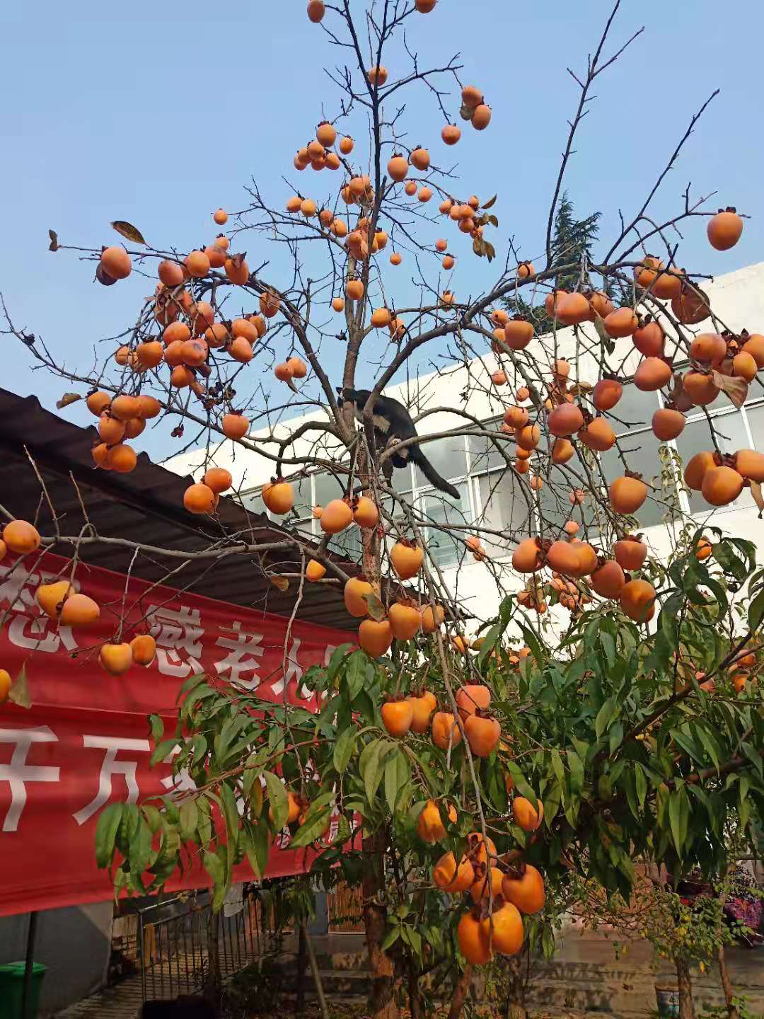 养老院柿子丰收了