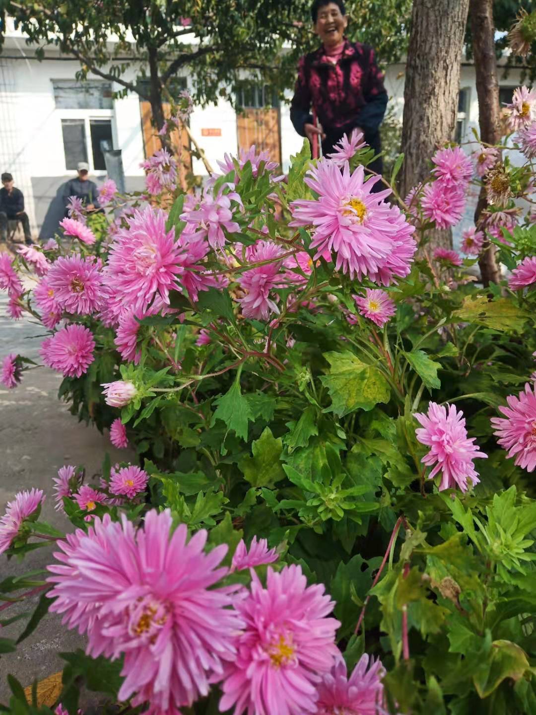养老院雏菊