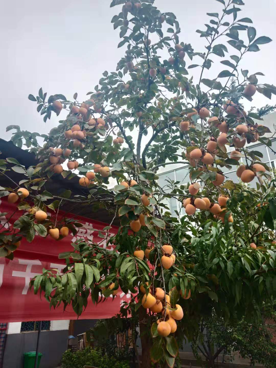 柿子熟了