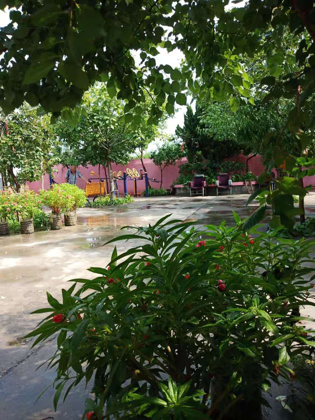 雨后的小院