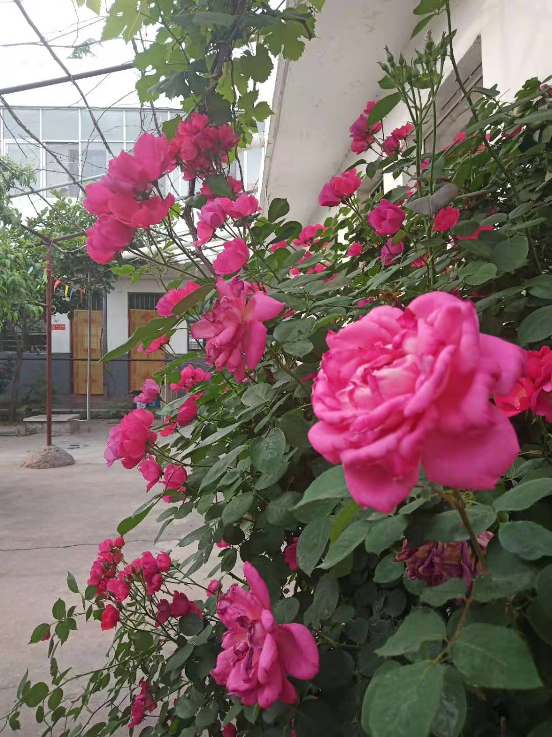 养老院月季花