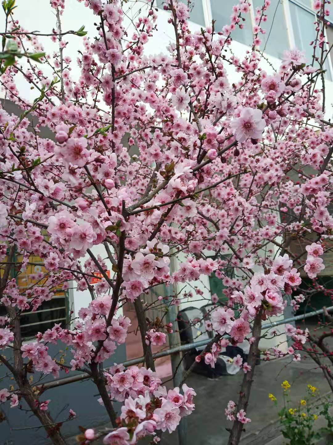 粉粉桃花开